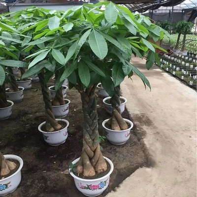 泰安市花卉盆栽店绿萝植发财天堂鸟66山岱岳区新肥城宁阳东平县