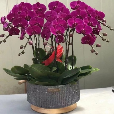 十堰市开花卉店春节日元宵送礼蝴蝶大惠兰节生日茅箭区郧西竹山溪