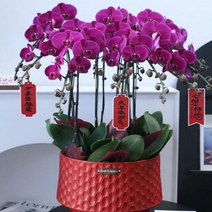 怀化市开花卉店春节日元宵送蝴蝶惠兰鹤城辰溪溆浦县新晃过年花1