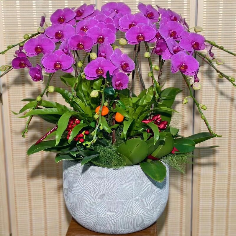 六安市鲜花卉店过年元宵送礼大惠蝴蝶兰金安裕安舒城霍邱霍山金1