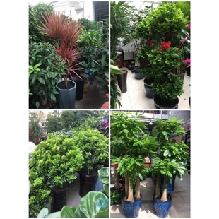 普洱市花卉盆栽店绿萝植物发财金钱树思茅宁洱墨江城孟连西盟县1