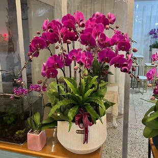 福州市开花卉店春节日元宵送礼蝴蝶惠兰节生日台江长乐闽侯罗源县
