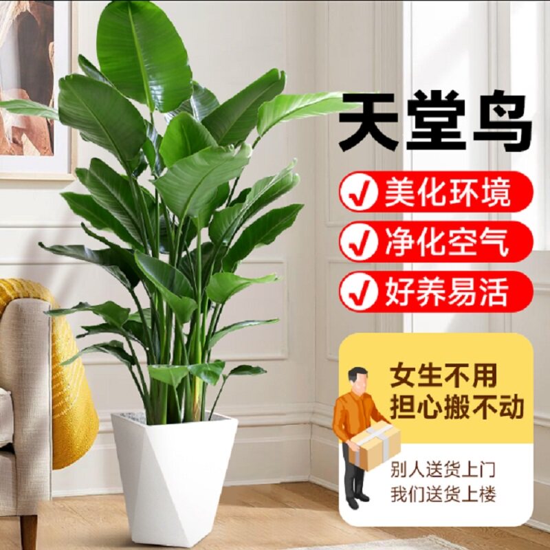 濮阳市花卉盆栽店天堂鸟平安发财金钱树26华龙清丰南乐范县台前