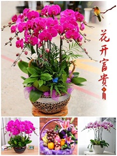 玉溪市鲜花卉店国庆节送礼蝴蝶兰水果篮红塔区通海华宁新平元江县