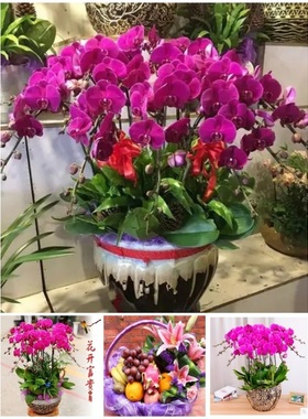 保山市鲜花卉店长辈送礼蝴蝶兰水果篮隆阳区施甸腾冲龙陵昌宁县