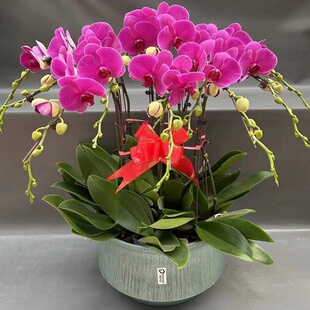 文山州鲜花卉店过年元宵送礼大惠蝴蝶兰砚山县马关丘北广南富宁1