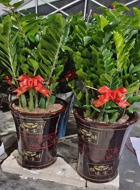 安庆市花卉盆栽店天堂鸟招发财金钱树26桐城宿松怀宁枞阳潜山县