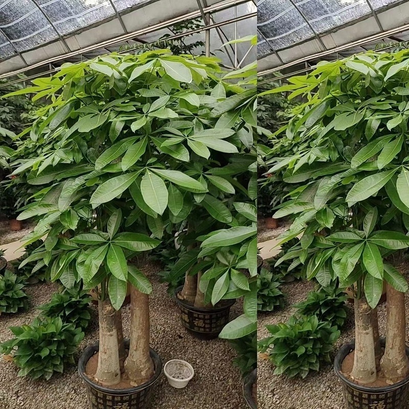长沙市花卉盆栽店植物发财树32岳麓雨花区浏阳望城宁乡县天堂鸟