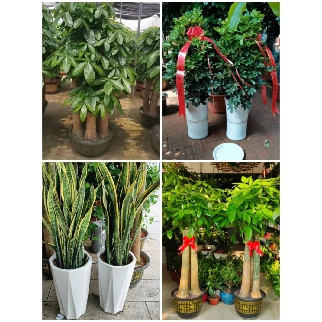 咸阳市花卉盆栽店绿萝植物发财金钱树18秦都渭城三原泾阳兴平乾县