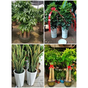 九江市花卉盆栽店绿萝植物招发财金钱树32浔阳区庐山武宁永修水县