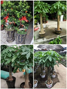 张家界市花卉盆栽店绿萝植物发财金钱树62永定武陵源区慈利桑植县