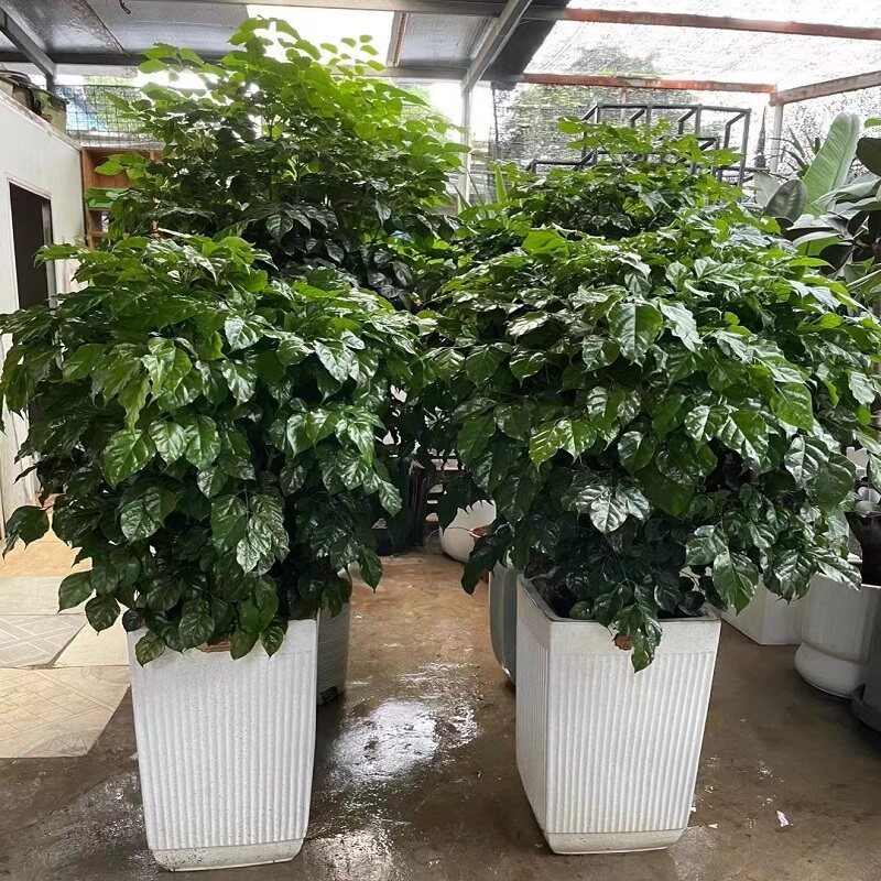 宿州市花卉盆栽店植物招摇发财树2埇桥区泗萧县砀山灵璧天堂鸟
