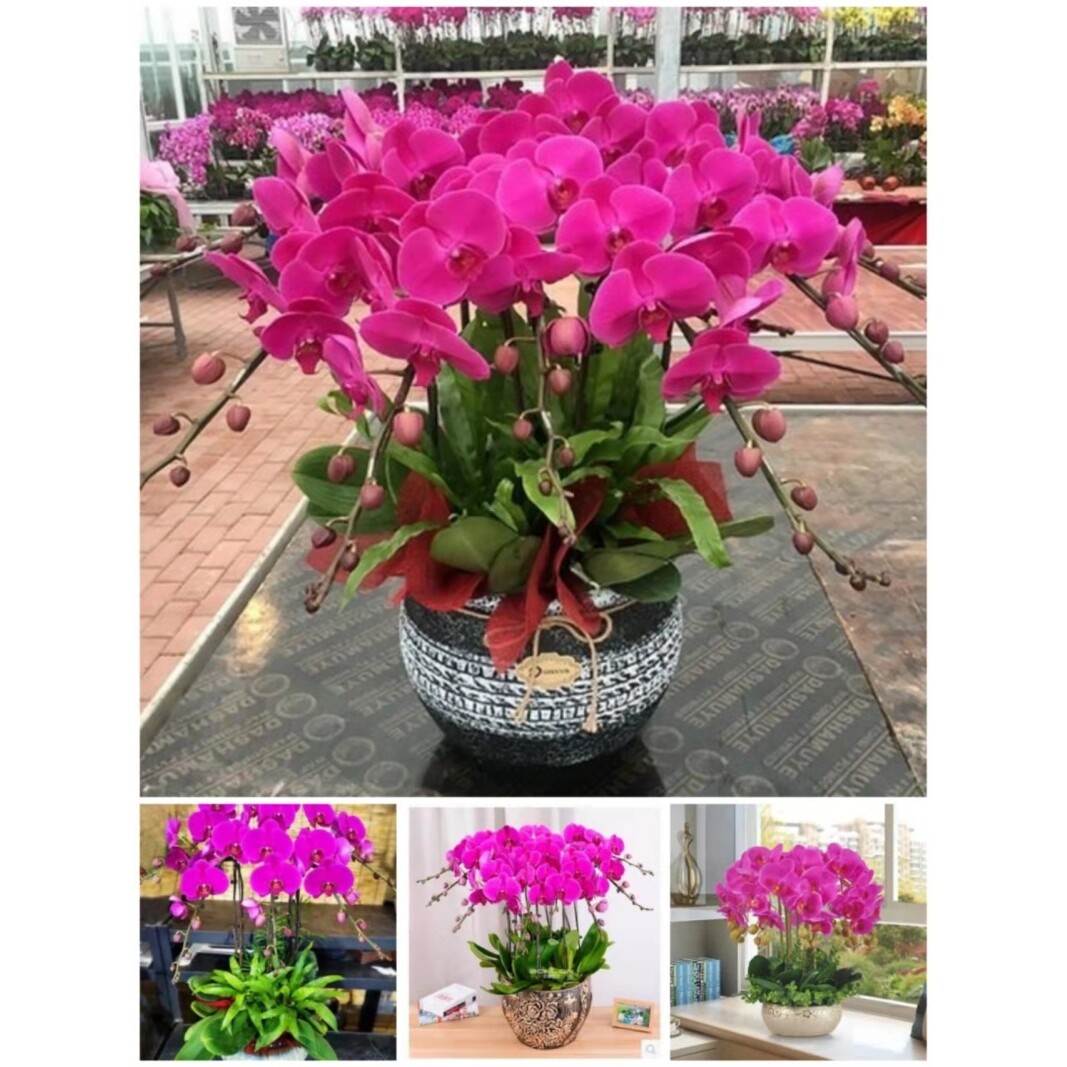 上饶市鲜花卉店中秋节送礼蝴蝶兰水果篮信州区婺源鄱阳余干德兴