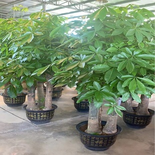 百色市花卉盆栽店绿萝植发财天堂鸟66右江田阳东县平果德保靖西