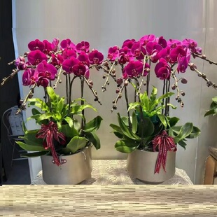 运城市鲜花卉店开业张送礼蝴蝶兰水果篮夏县新绛稷山芮城永济河津