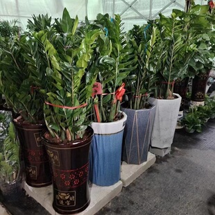 伊犁哈萨克自治州奎屯伊宁市花卉盆栽店天堂鸟招摇发财金钱树26