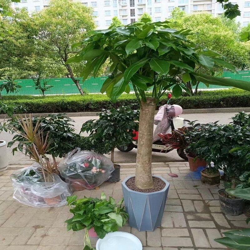 达州市花卉盆栽店植物发财树26通川渠县宣汉开江大竹万源天堂鸟