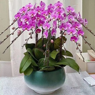 吉安市鲜花卉店过年元宵送礼大惠蝴蝶兰吉州青原新干永丰吉水泰1