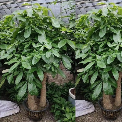 常州市花卉盆栽店植物招发财树2钟楼天宁武进区金坛溧阳天堂鸟