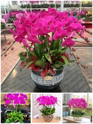 丽水市开花卉店春节日元宵送礼蝴蝶大惠兰长辈莲都区青田缙云县