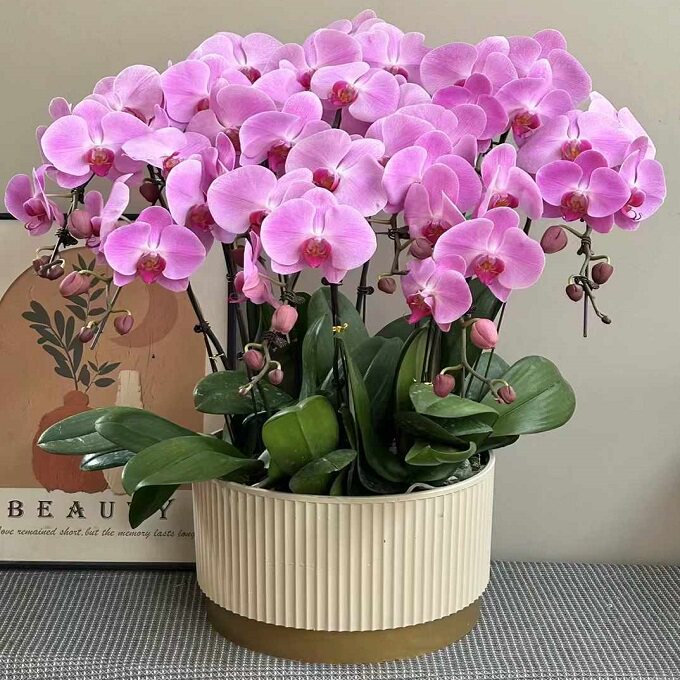 日照市鲜花卉店生日送蝴蝶兰水果篮东港区岚山五莲莒县过年花1