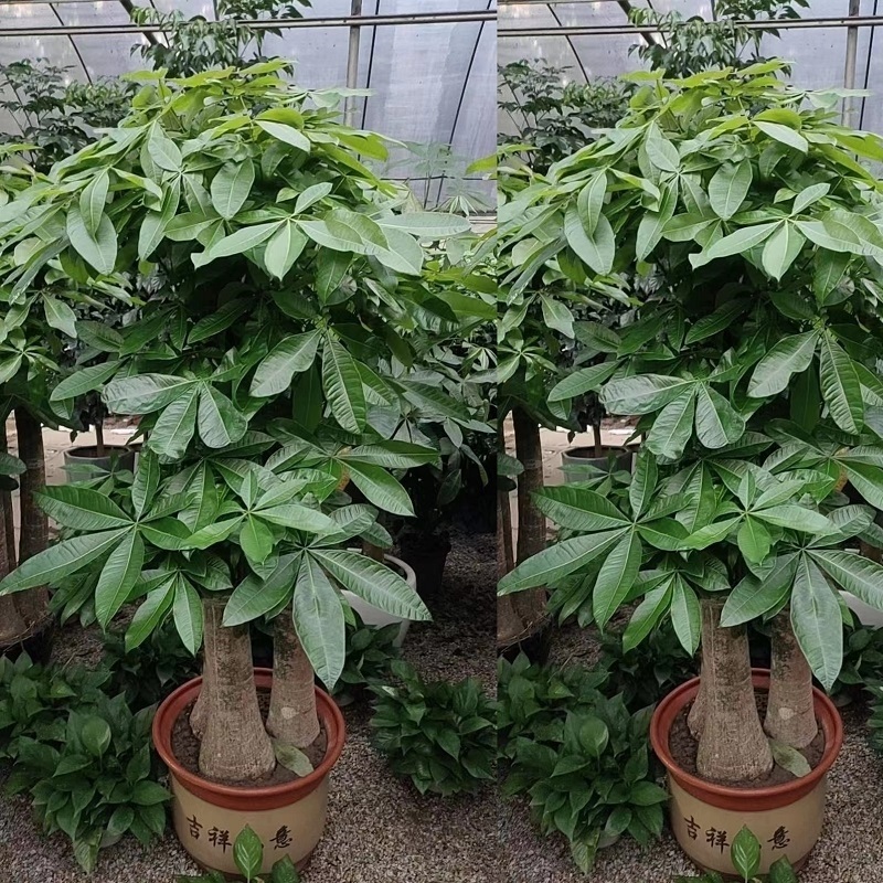 上饶市花卉盆栽店植物招发财树26万年弋阳横峰铅山县德兴天堂鸟