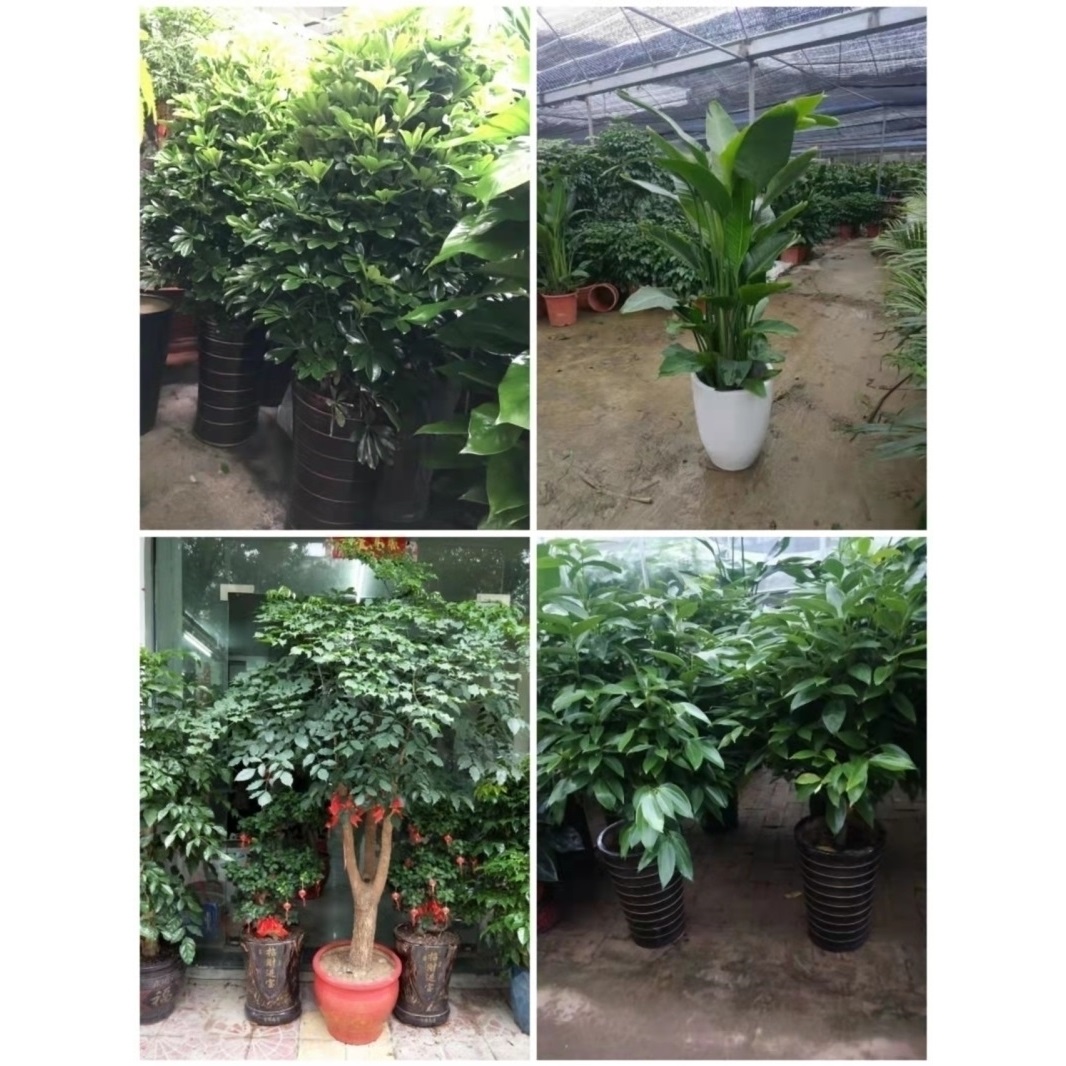 新余市花卉盆栽店绿萝植物天堂鸟幸福招发财金钱树32渝水区分宜县