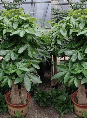 新余市花卉盆栽店植物天堂鸟幸福招发财树2渝水区分宜县天堂鸟