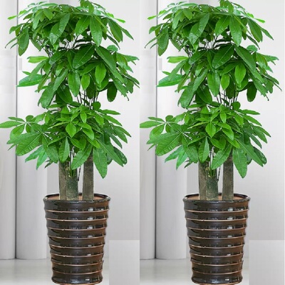 无锡市花卉盆栽店天堂鸟发财金钱树26崇安南长锡山惠山江阴宜兴