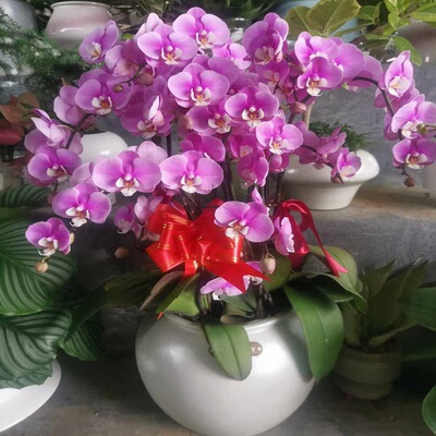 临汾市鲜花卉店送蝴蝶兰水果篮侯马霍州乡宁大宁蒲县汾西过年花1