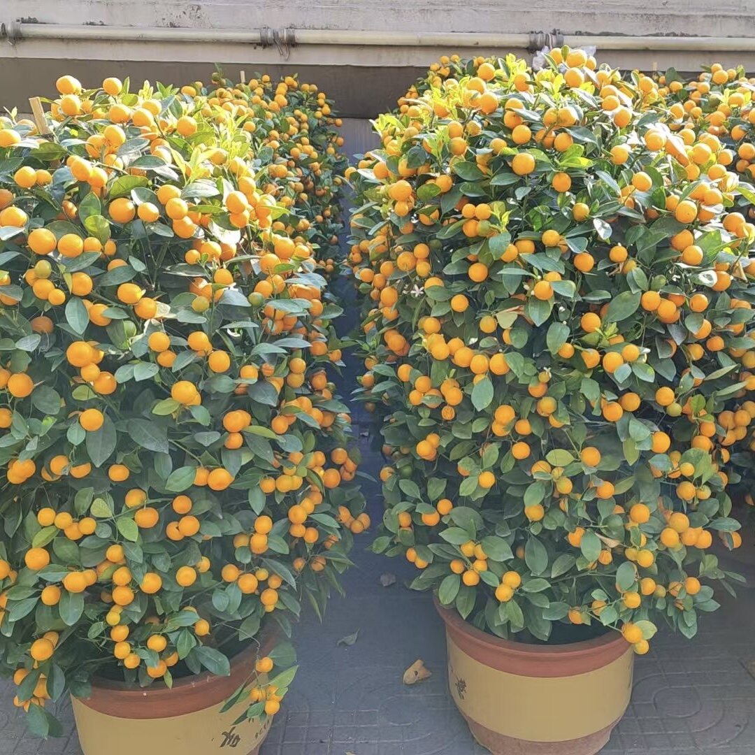 无锡市盆栽绿植花卉店金年桔树带果崇安北塘惠山滨湖新区江阴宜兴