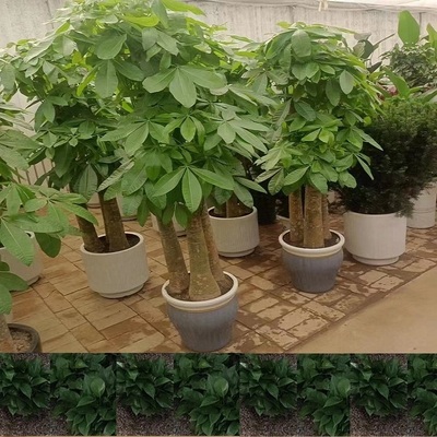 黄石市花卉盆栽店植物招摇发财树32黄石港下陆阳新县大冶天堂鸟
