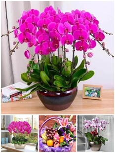 荆门市鲜花卉店国庆节送礼蝴蝶兰水果篮东宝沙洋京山县钟祥掇刀区