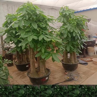 凯里市花卉盆栽店植物发财树32雷山黎平施秉麻锦屏台江县天堂鸟