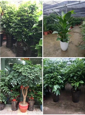 宜昌市花卉盆栽店绿萝植物平安招发财金钱树12五峰县宜都当阳枝江