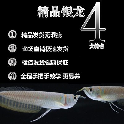 星点银龙鱼观赏鱼银龙鱼热带鱼