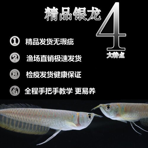 星点银龙鱼观赏鱼银龙鱼热带鱼