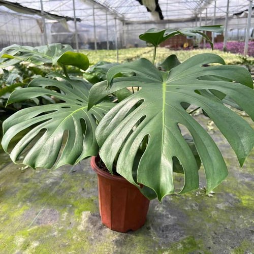 绿植仙洞净化空气包邮龟背竹