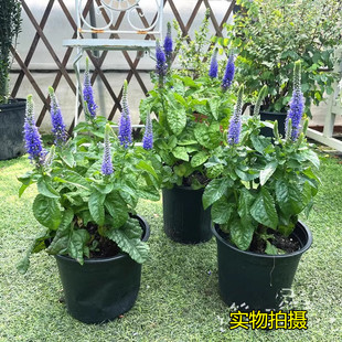 花镜植物穗花婆婆纳盆栽 耐热耐晒多年生阳台庭院宿根花卉花期长