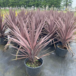 进口澳洲朱蕉盆栽红巨人大苗室内观赏庭院造景植物多年生耐热包邮