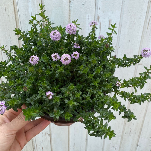 百里香盆栽法国西餐日式料理植物