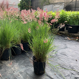 毛冠草盆栽苗蜜糖草庭院花镜地被植物多年生观赏草美观趣味包邮