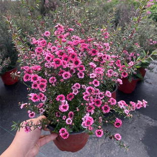 欧梅盆栽 澳洲小叶寒梅大苗带花庭院阳台多年生花卉花期久好养