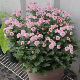 珠玉之卵小雏菊盆栽 庭院阳台开花植物花期久易爆盆耐寒耐热包邮