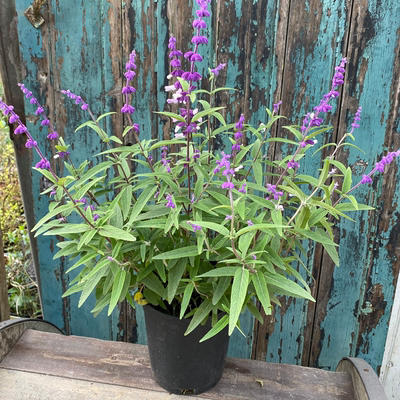 墨西哥鼠尾草大苗庭院花园种植多年生宿根观花植物紫色花浪漫唯美