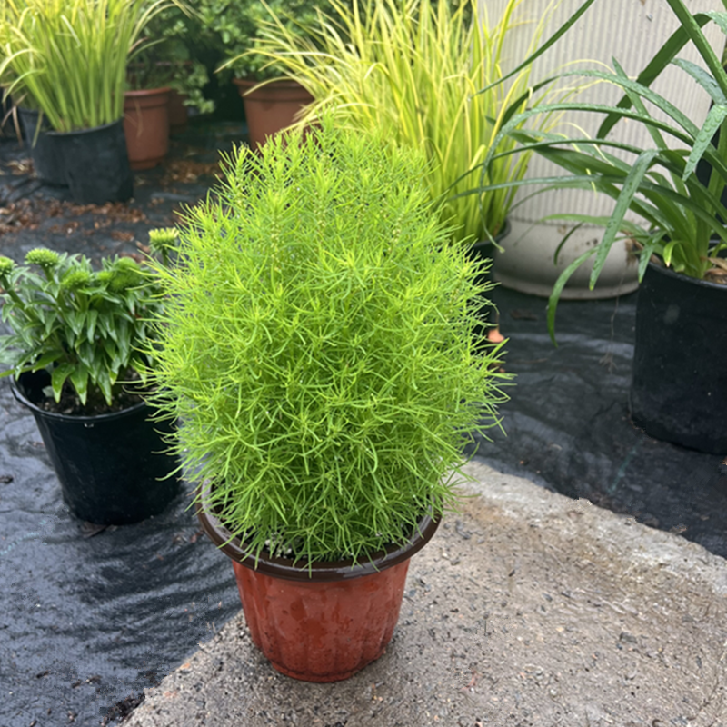 地肤草盆栽孔雀松阳台庭院扫帚草花苗成品多年生造景搭配草包邮