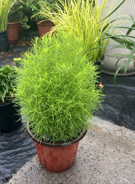 地肤盆栽庭院花镜造景观赏草