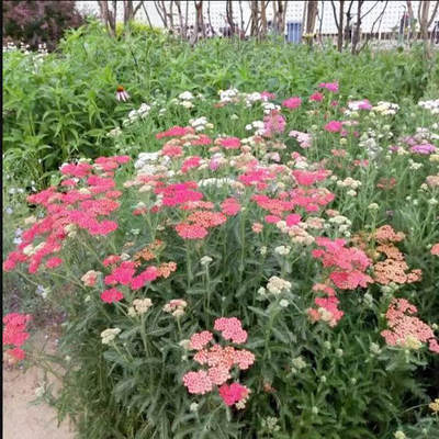 多年生宿根好养宿根花镜植物