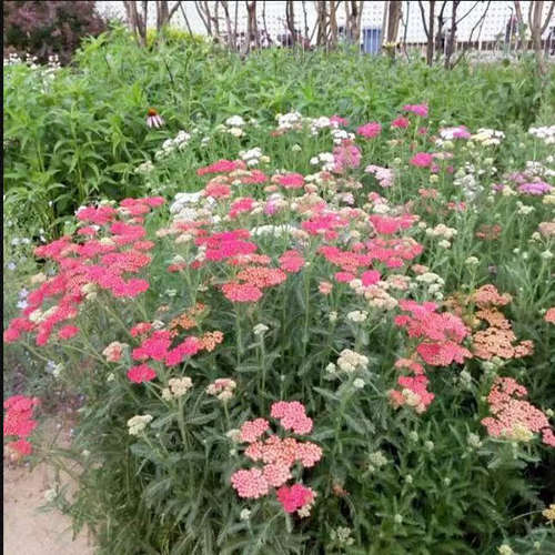 多年生宿根好养宿根花镜植物