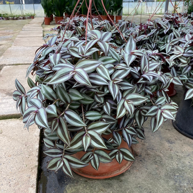 精品吊竹梅 室内外垂吊绿植紫叶竹节吊兰盆栽冬季耐寒花卉2盆包邮